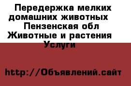 Передержка мелких домашних животных  - Пензенская обл. Животные и растения » Услуги   